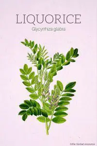 Liquorice (Glycyrrhiza glabra)
