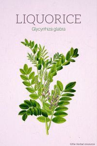 Liquorice (Glycyrrhiza glabra)