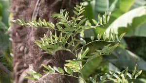 Licorice Root - Medicinal Plant