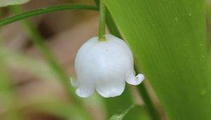 Lily of the Valley Flower