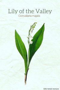 Lily of the Valley (Convallaria majalis)