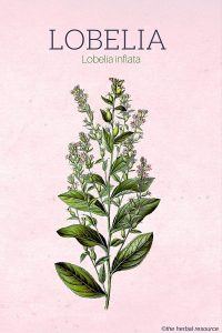 The Herb Lobelia Inflata