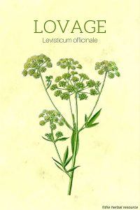 Lovage (Levisticum officinale)