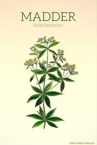 Madder (Rubia tinctorum)