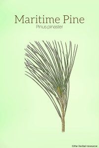 Maritime Pine (Pinus pinaster)