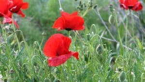 Red Poppy Flowers