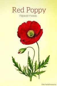 Red Poppy (Papaver rhoeas)