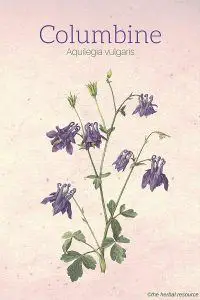 Columbine (Aquilegia vulgaris)