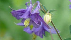 Columbine Flowers