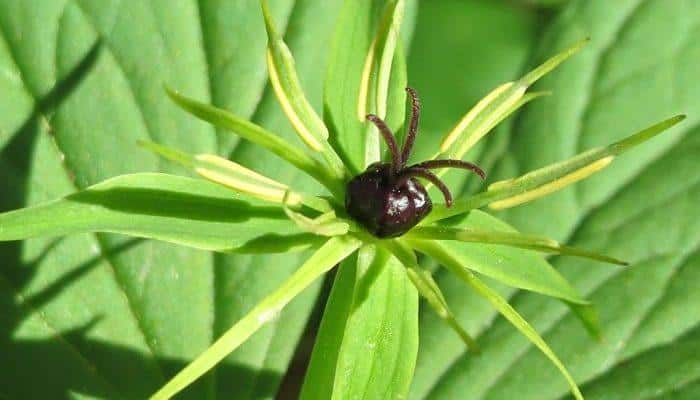 Herb Paris Flower