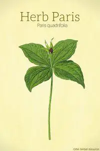 Herb Paris (Paris quadrifolia)