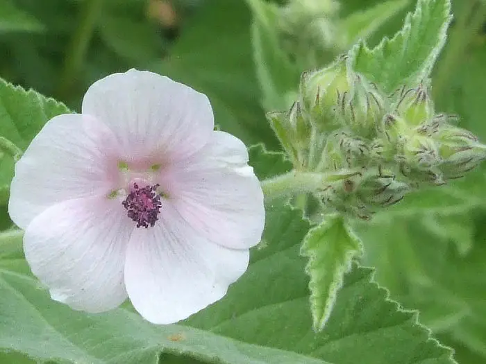 Marshmallow Flower