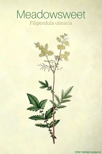 Meadowsweet (Filipendula ulmaria)