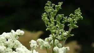 Meadowsweet Herb Uses