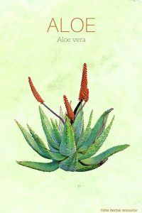 Aloe Vera