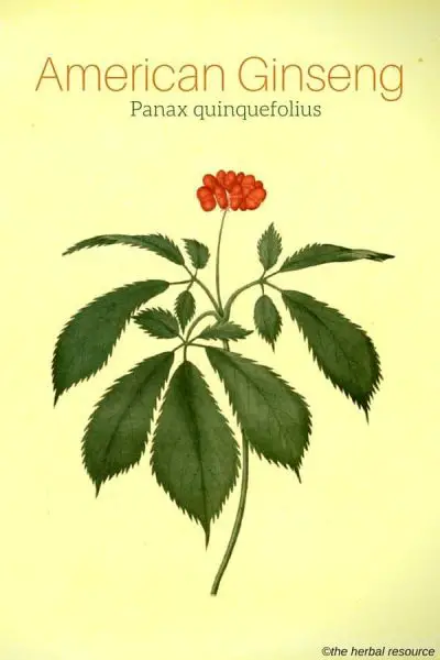 American Ginseng Panax quinquefolius