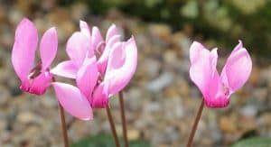 Cyclamen purpurascens flowers