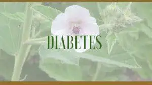 diabetes herbs