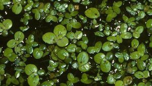 duckweed herbal medicine