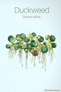 duckweed lemna minor