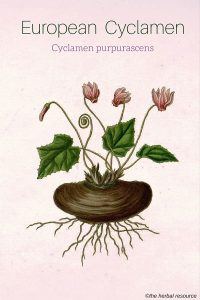 Cyclamen purpurascens