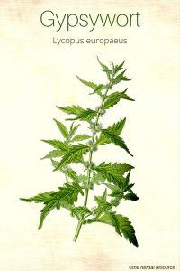 Gypsywort (Lycopus europaeus)