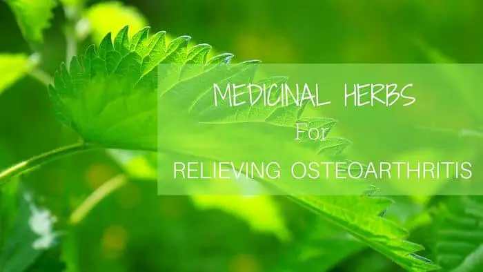 Medicinal Herbs for Osteoarthritis