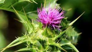 Milk Thistle Flower