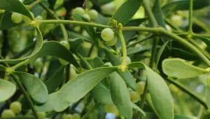 Mistletoe Herbal Medicine