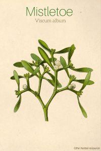 Mistletoe (Viscum album)