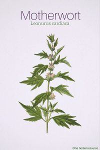 Motherwort Leonurus cardiaca