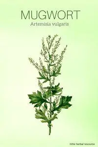 Mugwort Artemisia vulgaris