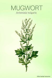 Mugwort Artemisia vulgaris