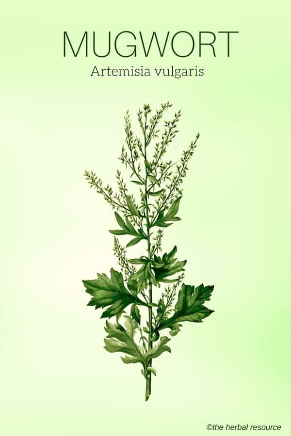 Mugwort Herb Uses, Side Effects and Benefits