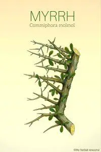 Myrrh Commiphora molmol