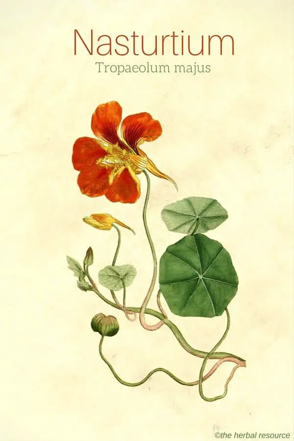Nasturtium Tropaeolum majus