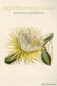 Night Blooming Cereus - Selenicereus grandiflorus