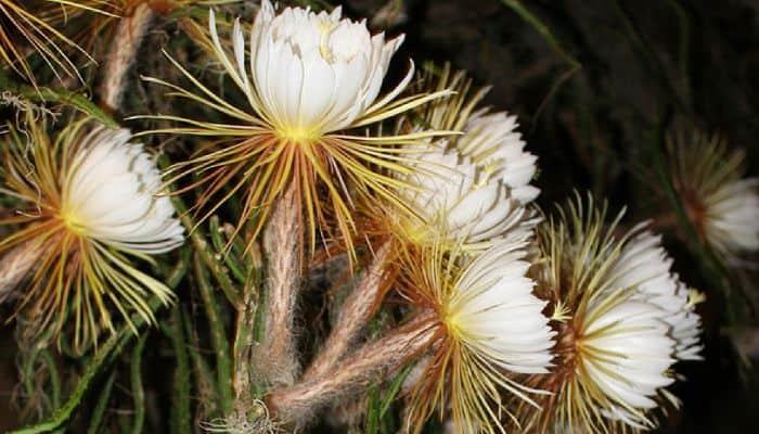 is night blooming cereus poisonous to dogs