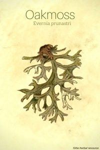 Oakmoss - Evernia prunastri