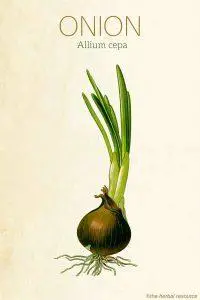 onion allium cepa