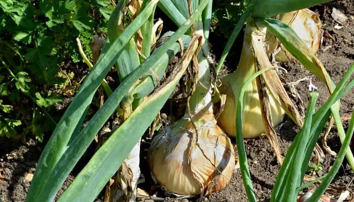 onion herbal medicine