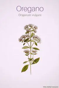 Oregano Origanum vulgare
