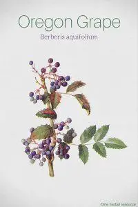 Oregon Grape Berberis aquifolium