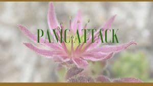 panic attacks herbs