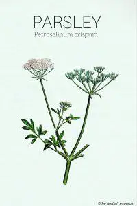 parsely herb