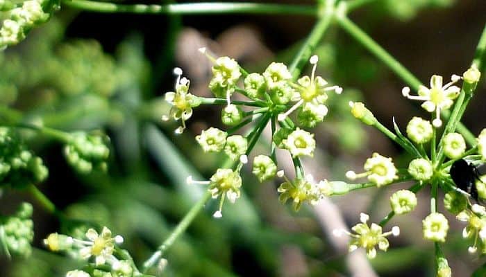 persille blomster