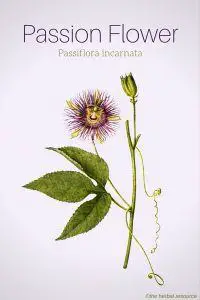 Passion Flower Passiflora incarnata