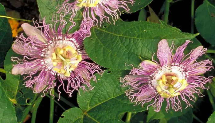 Passion Flower Herbal Medicine