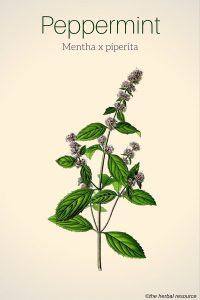 peppermint herb