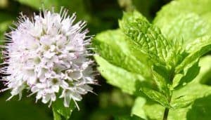 Peppermint - Herbal Medicine